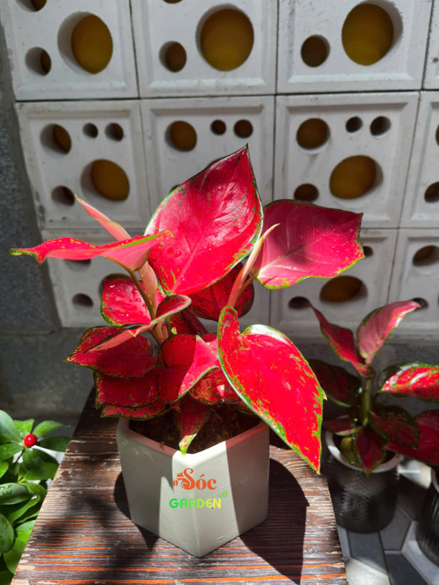 cây vạn lộc thái đẹp