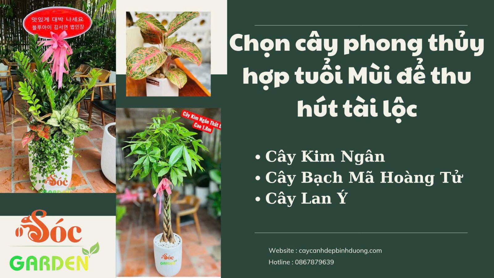 cây phong thủy tuổi Mùi 