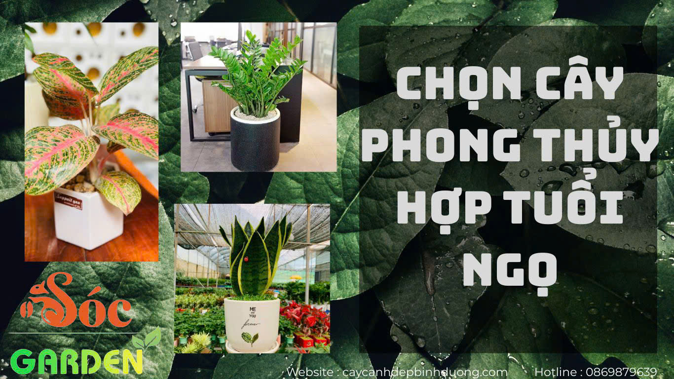 cây phong thủy tuổi ngọ