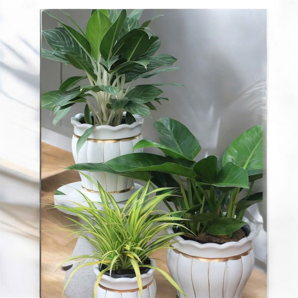 cây bạch mã hoàng tử 