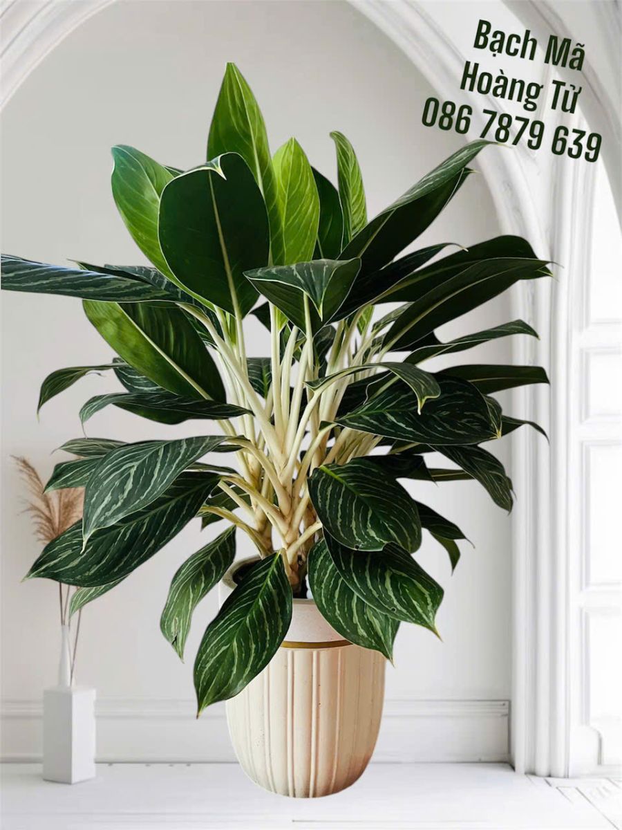 cây bạch mã hoàng tử 