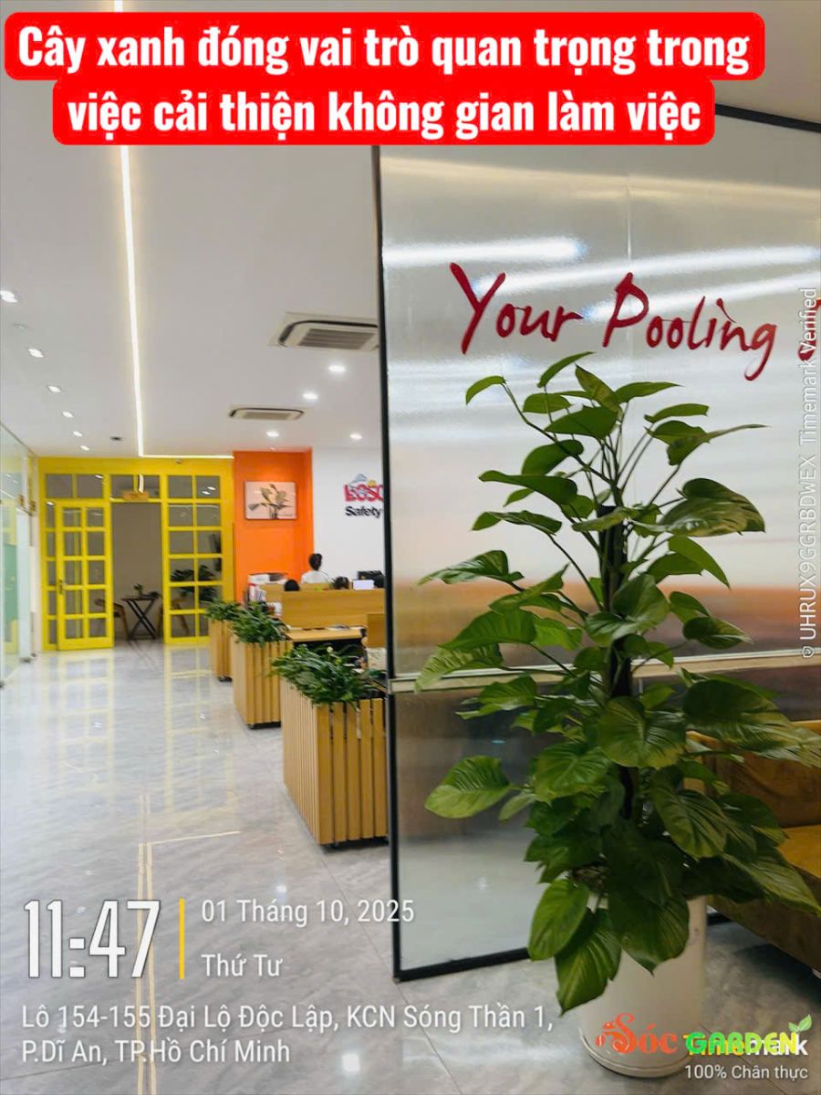 Những loại cây cảnh đẹp cho thuê văn phòng