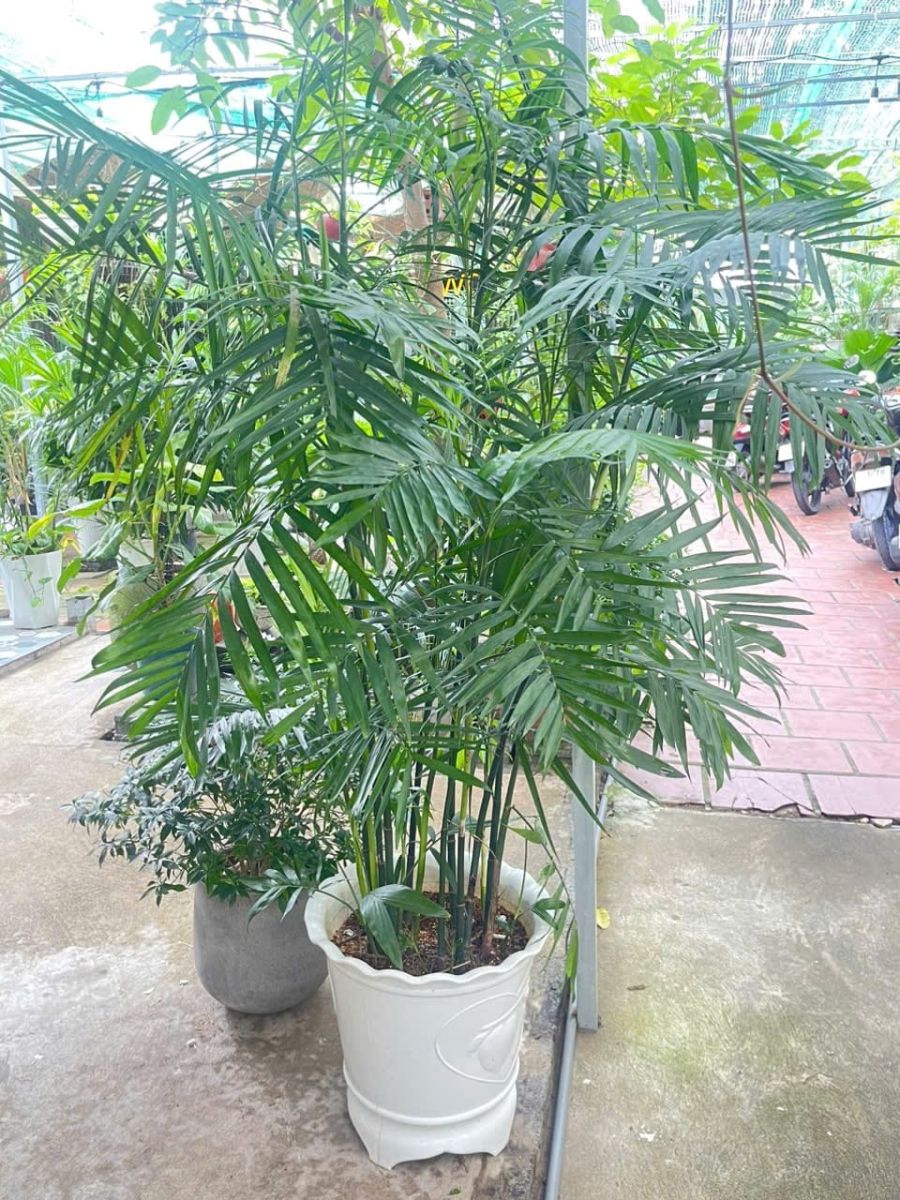 Cây Cau Hawai tại Sóc Garden