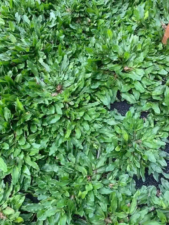 Cỏ Lá Gừng Thái đẹp của Sóc Garden