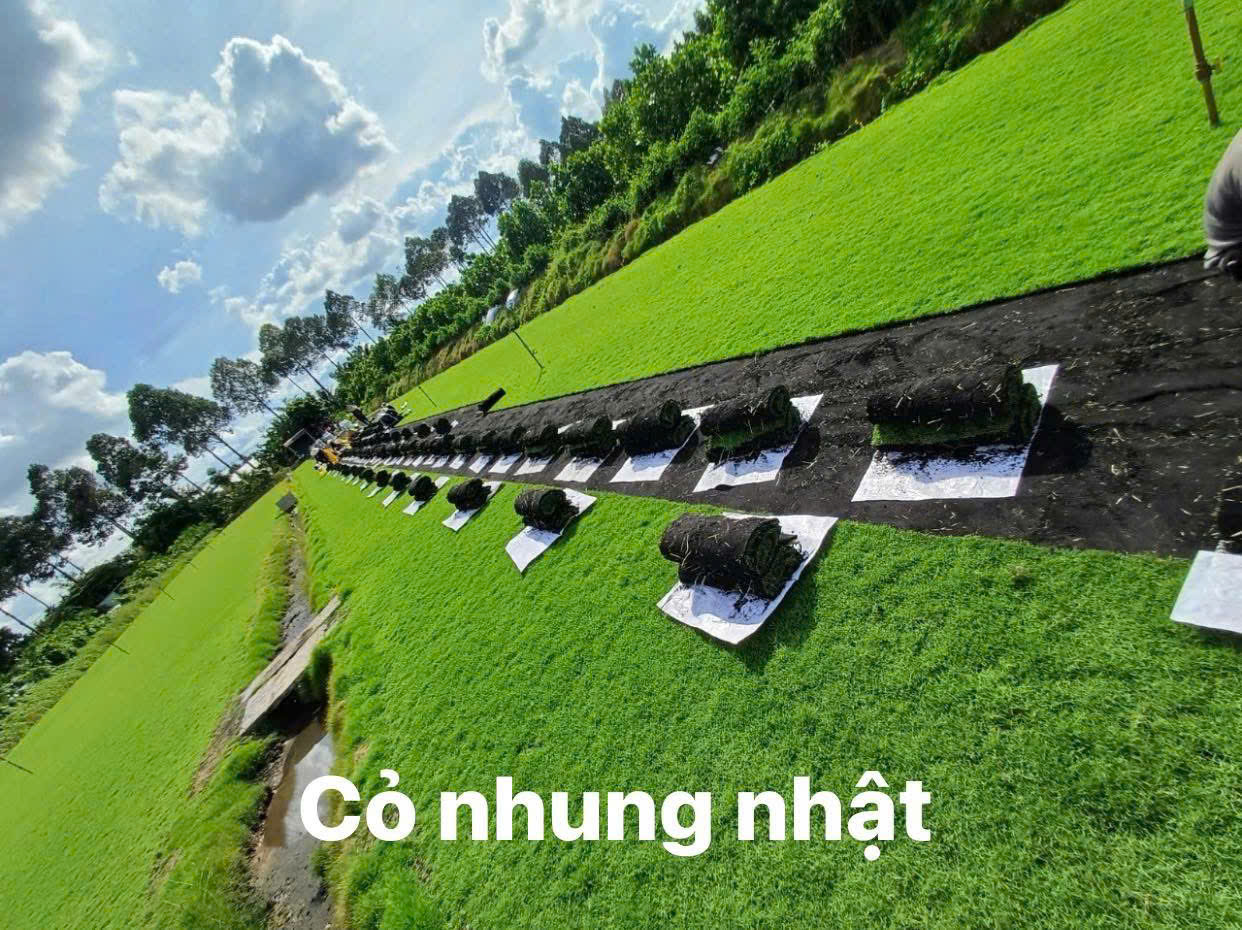 Cỏ nhung Nhật đẹp của Sóc Garden