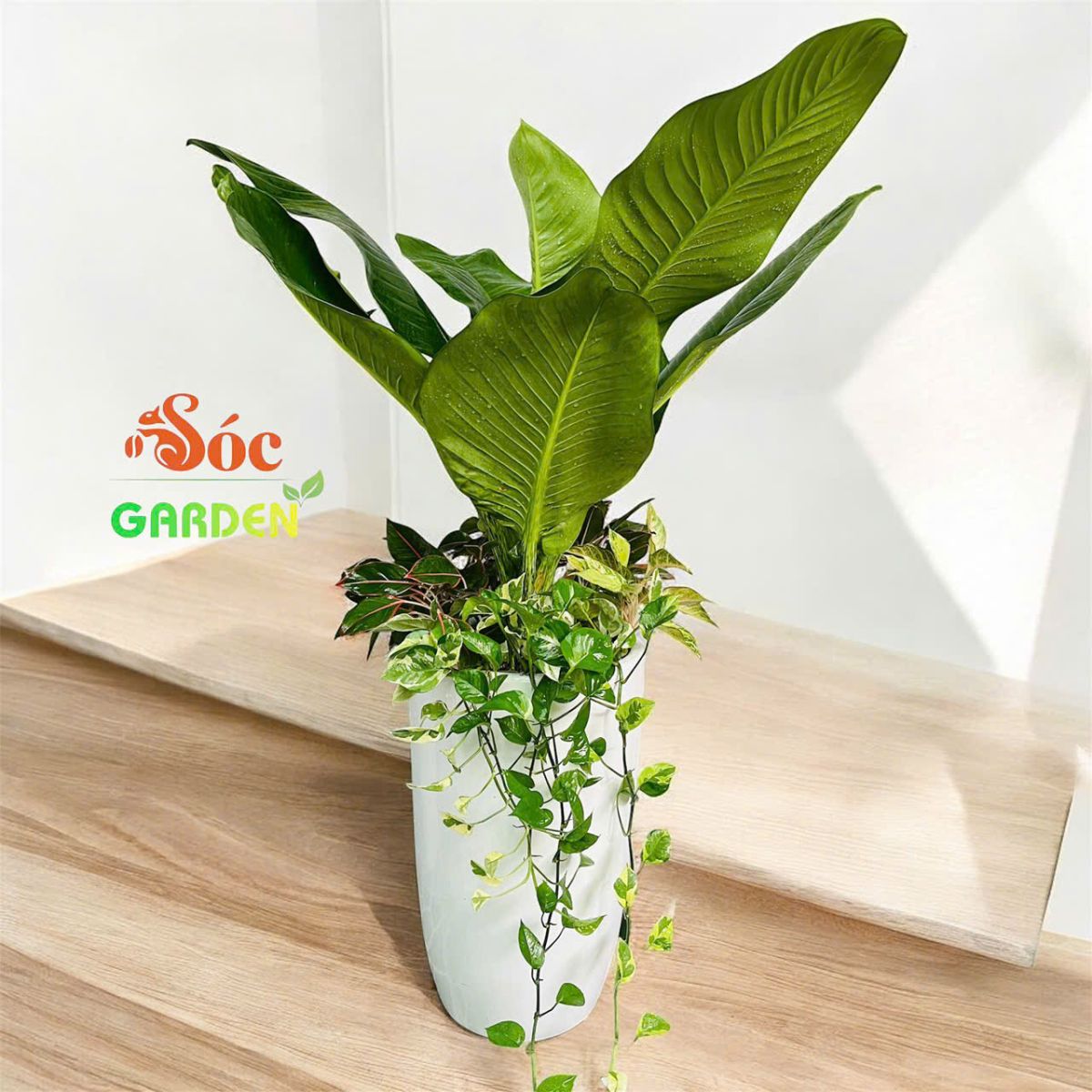Cây Đại Phú Gia hay còn gọi là Cây Tỷ Phú
