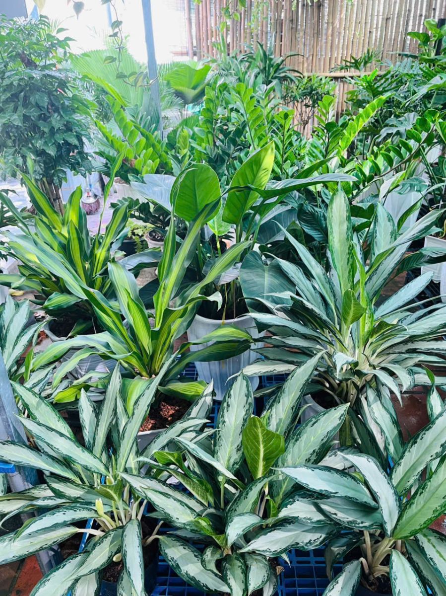 Cây Kim Tiền giá rẻ