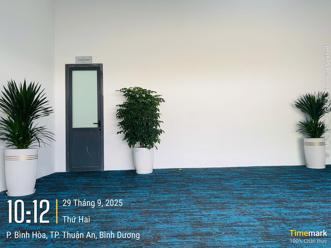 Cây trưng sảnh công ty có nắng