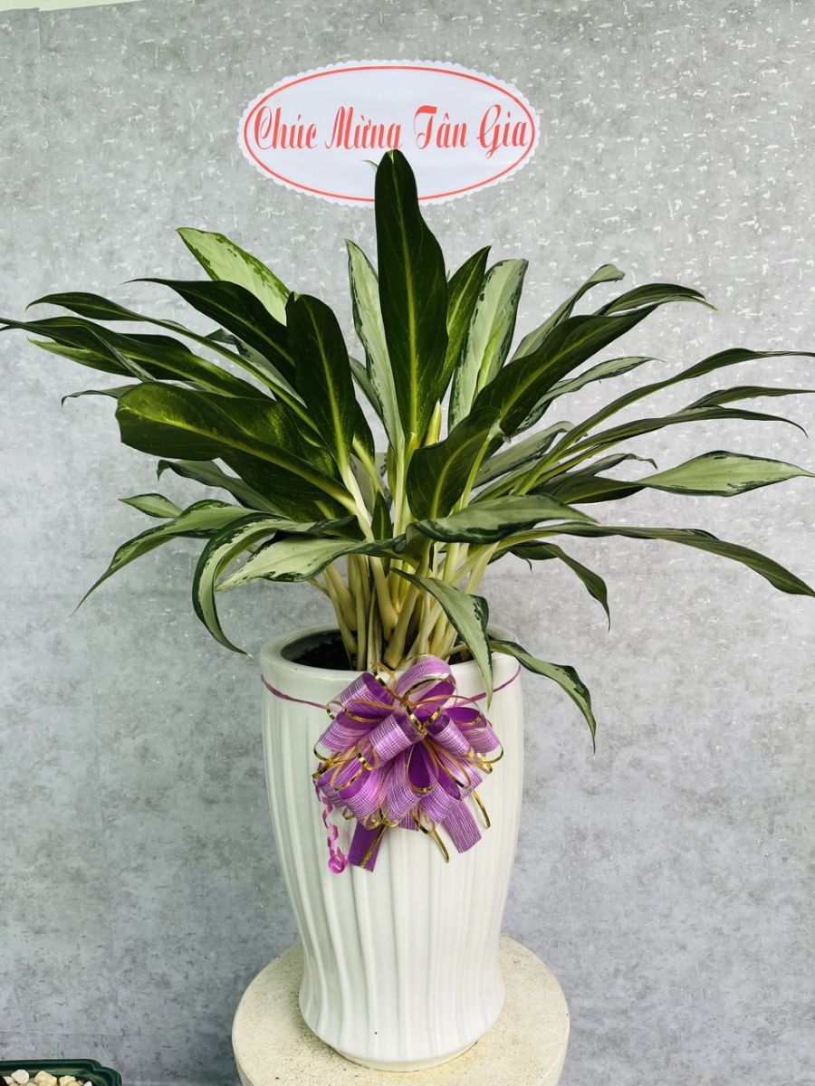 Cây Kim Tiền quà tặng