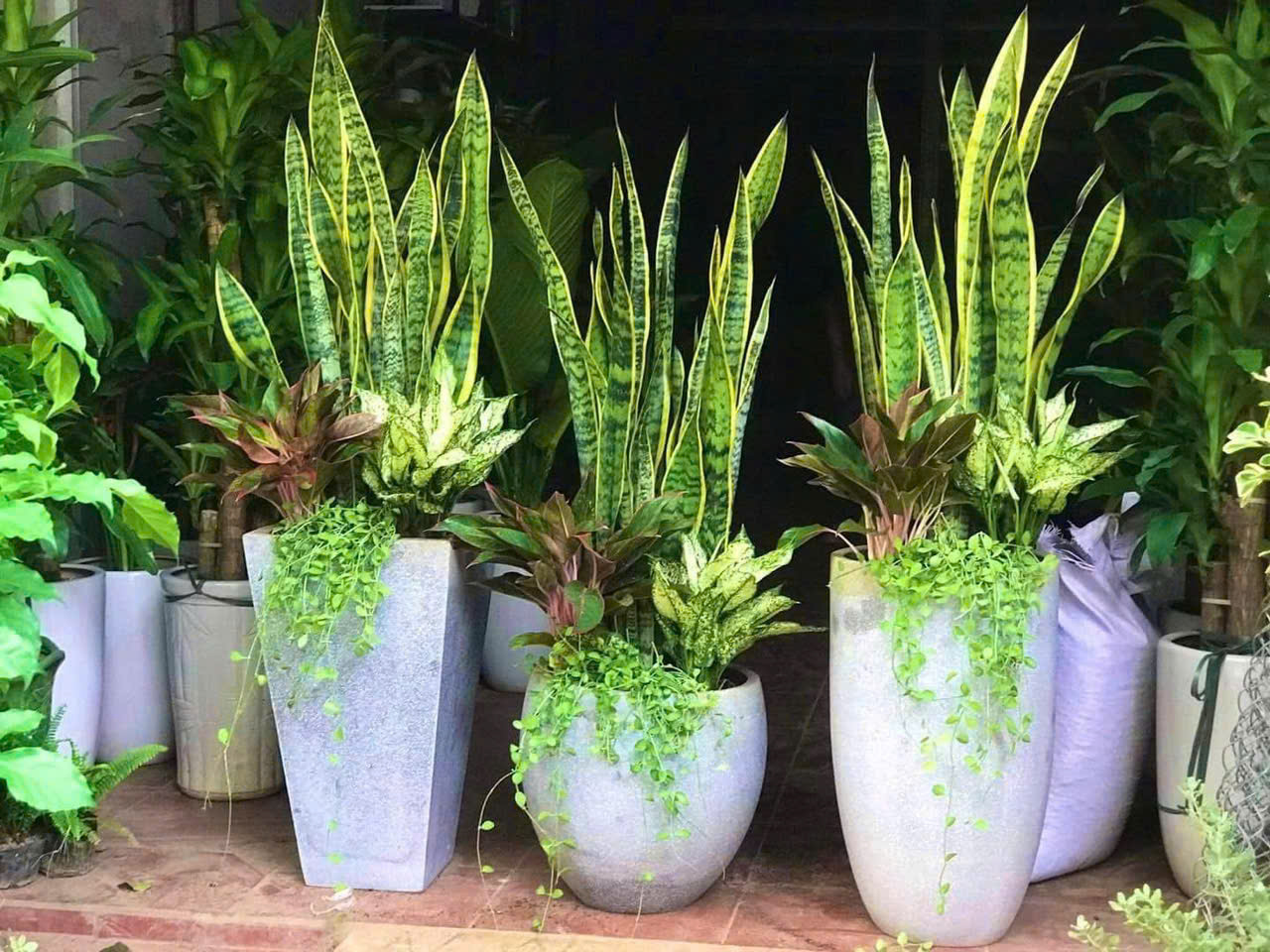 Cây Lưỡi Hổ giá hợp lý