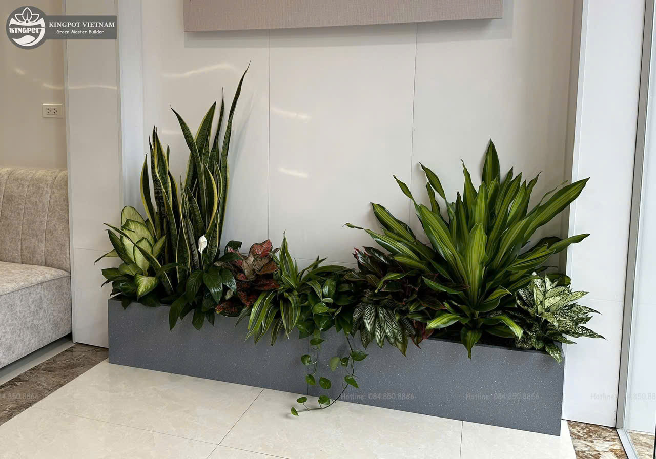 Cây Lưỡi Hổ đẹp của Sóc Garden