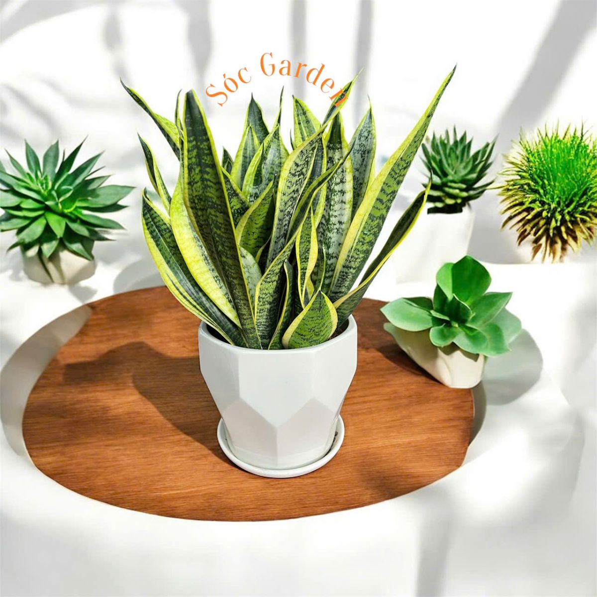 Cây Lưỡi Hổ Vàng