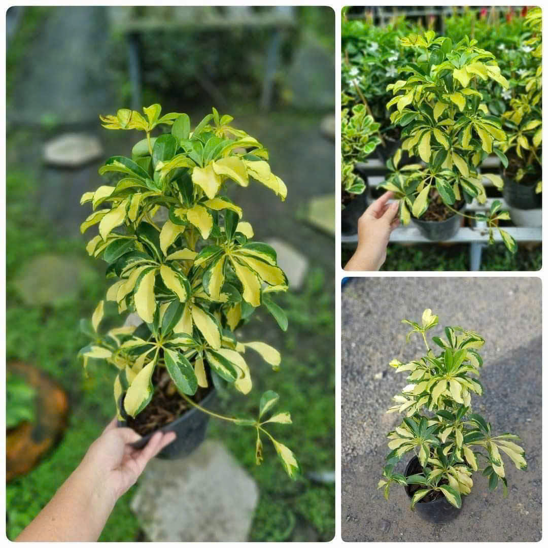 Cây Ngũ Da Bì Cẩm Thạch đẹp của Sóc Garden