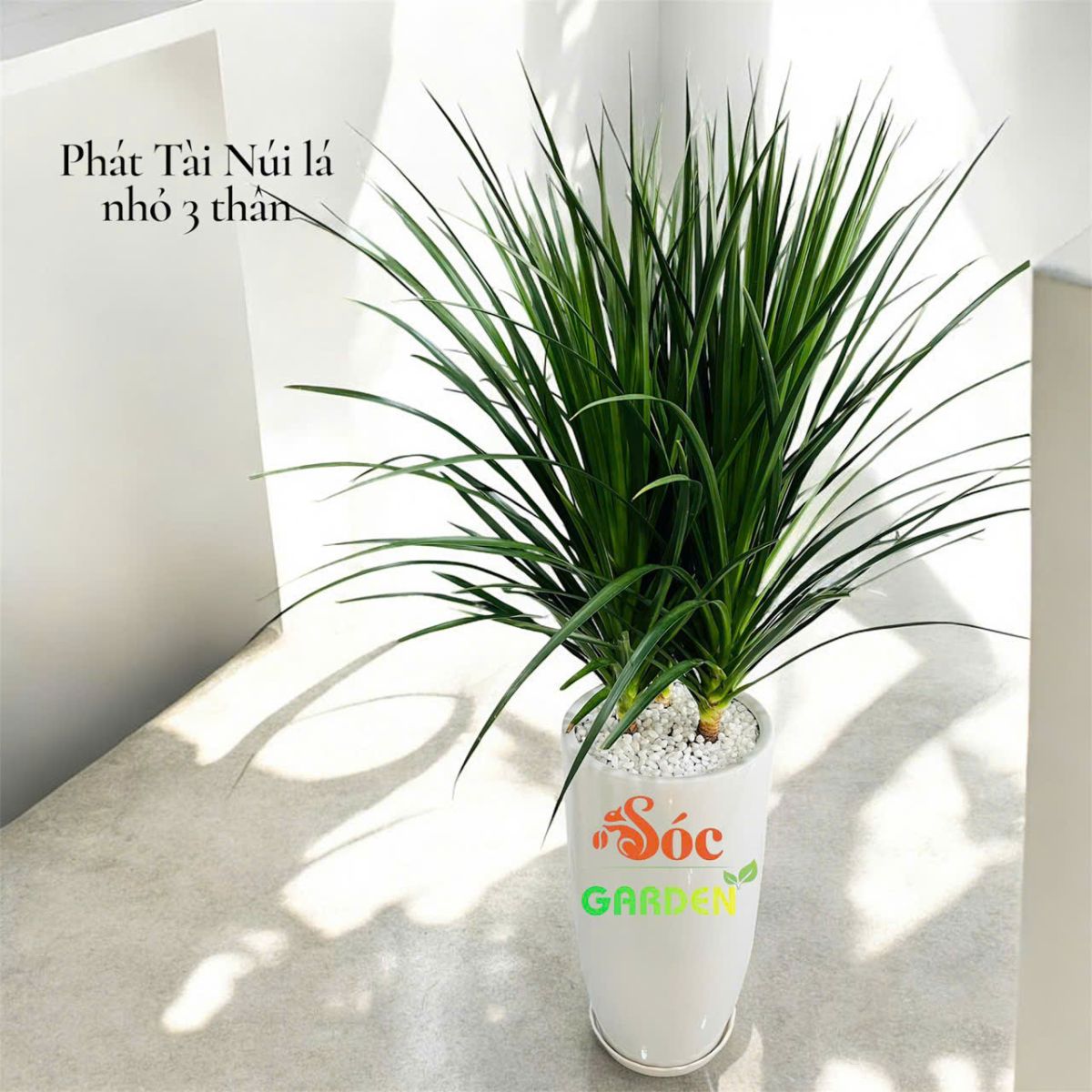 Cây Phát Tài Núi ba thân đẹp