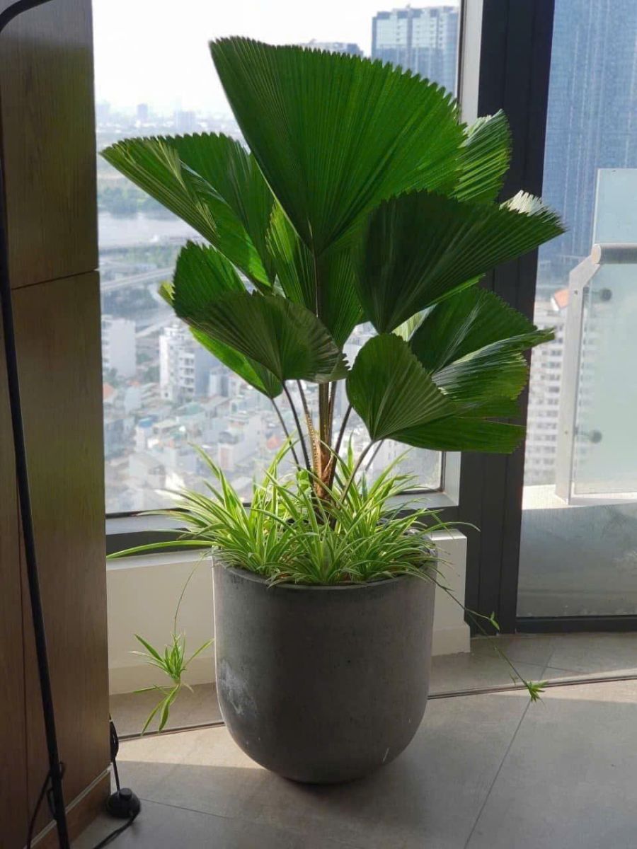 Sai lầm khi trồng cây trong nhà nhưng đặt cây ở những nơi quá tối