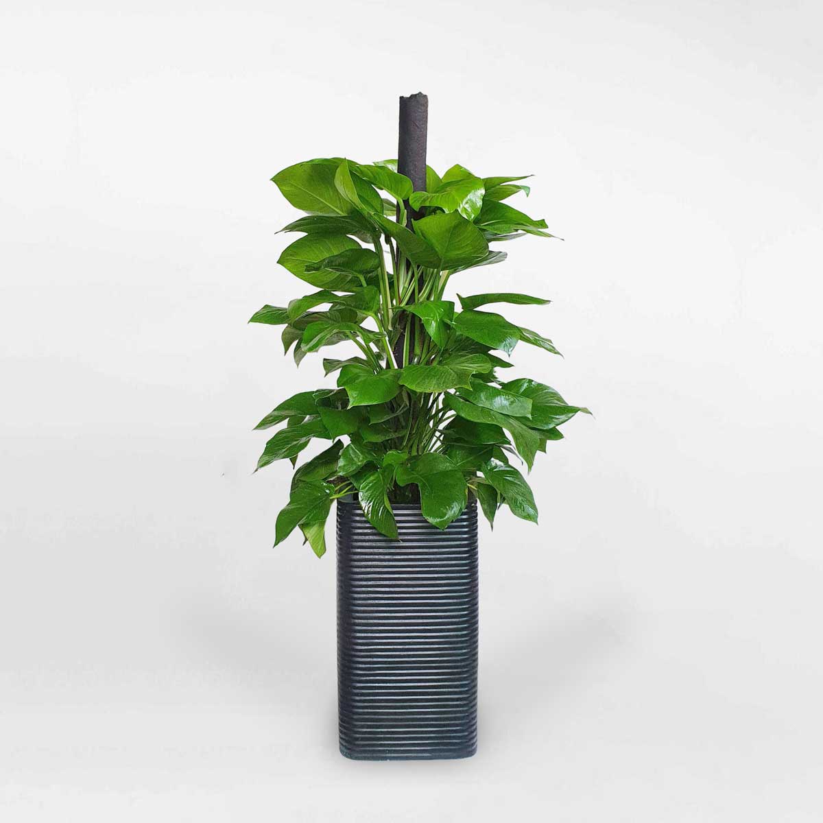 Trầu bà cột thanh lọc không khí