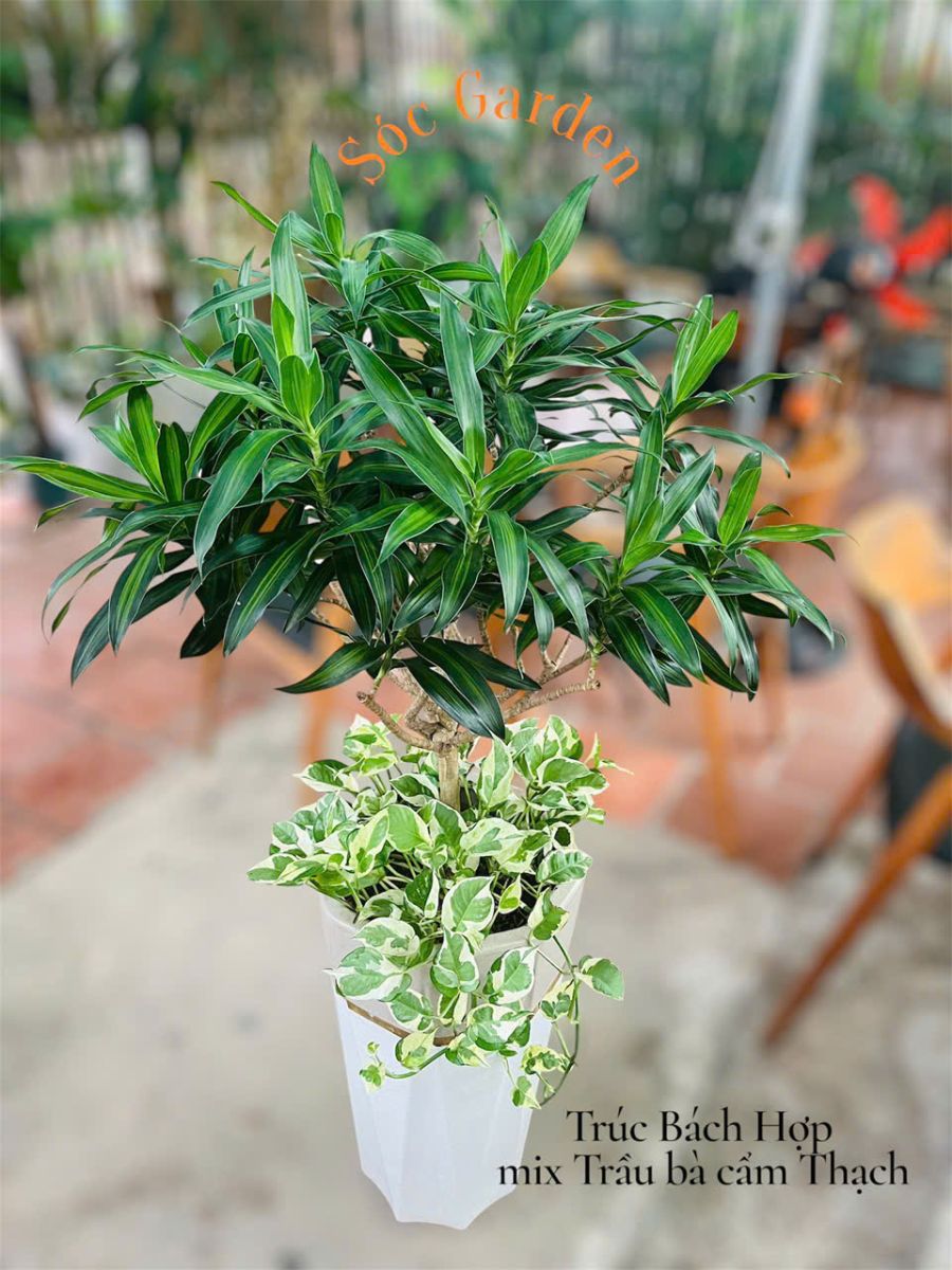Trúc Bách Hợp + Trầu Bà