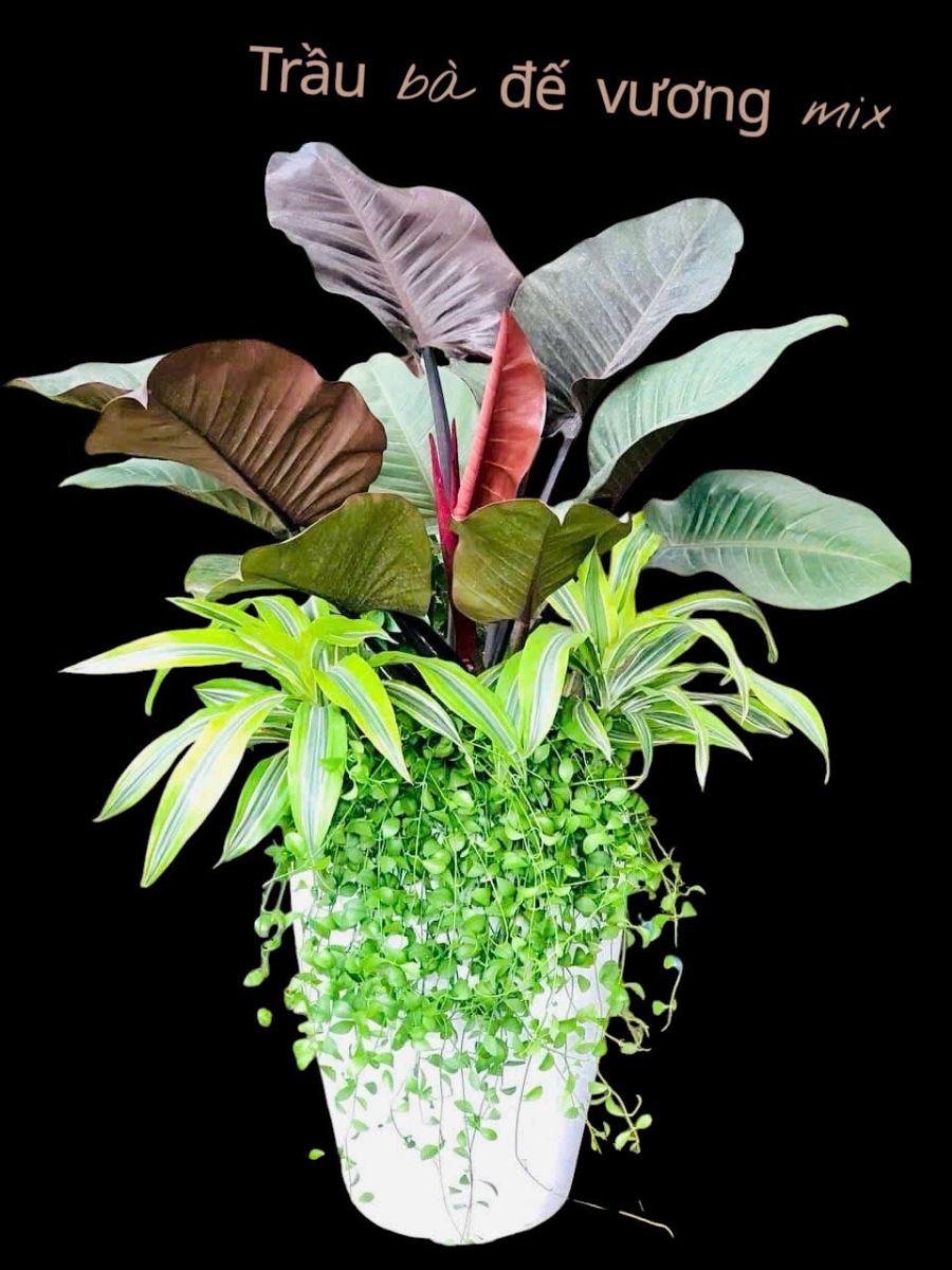 Trầu Bà đế Vương phối kết đẹp
