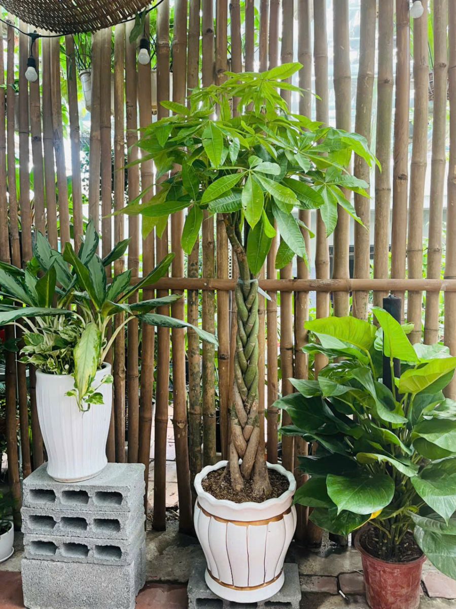 cây kim ngân thắt bím