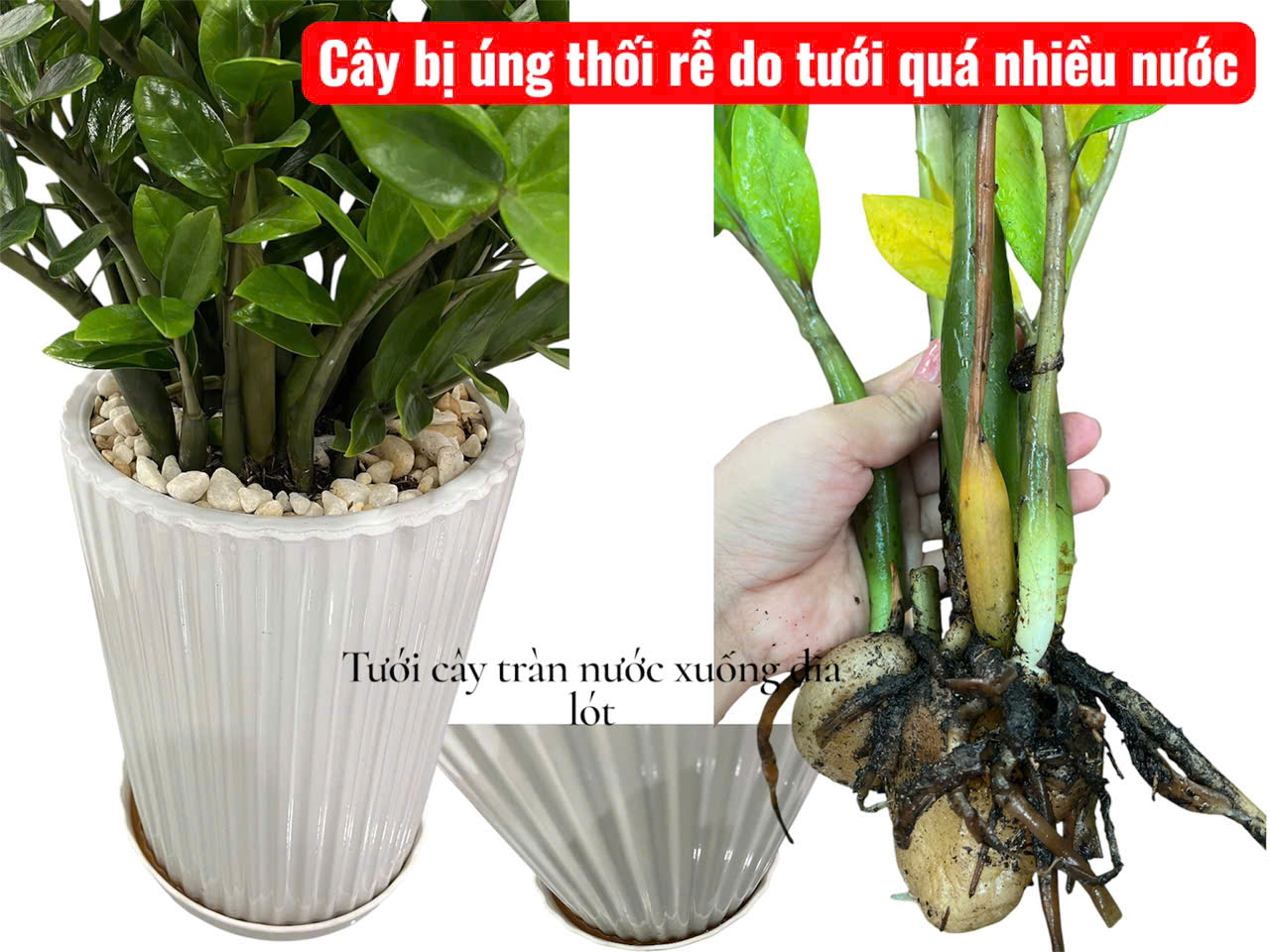 Cách chăm sóc cây văn phòng đẹp khỏe