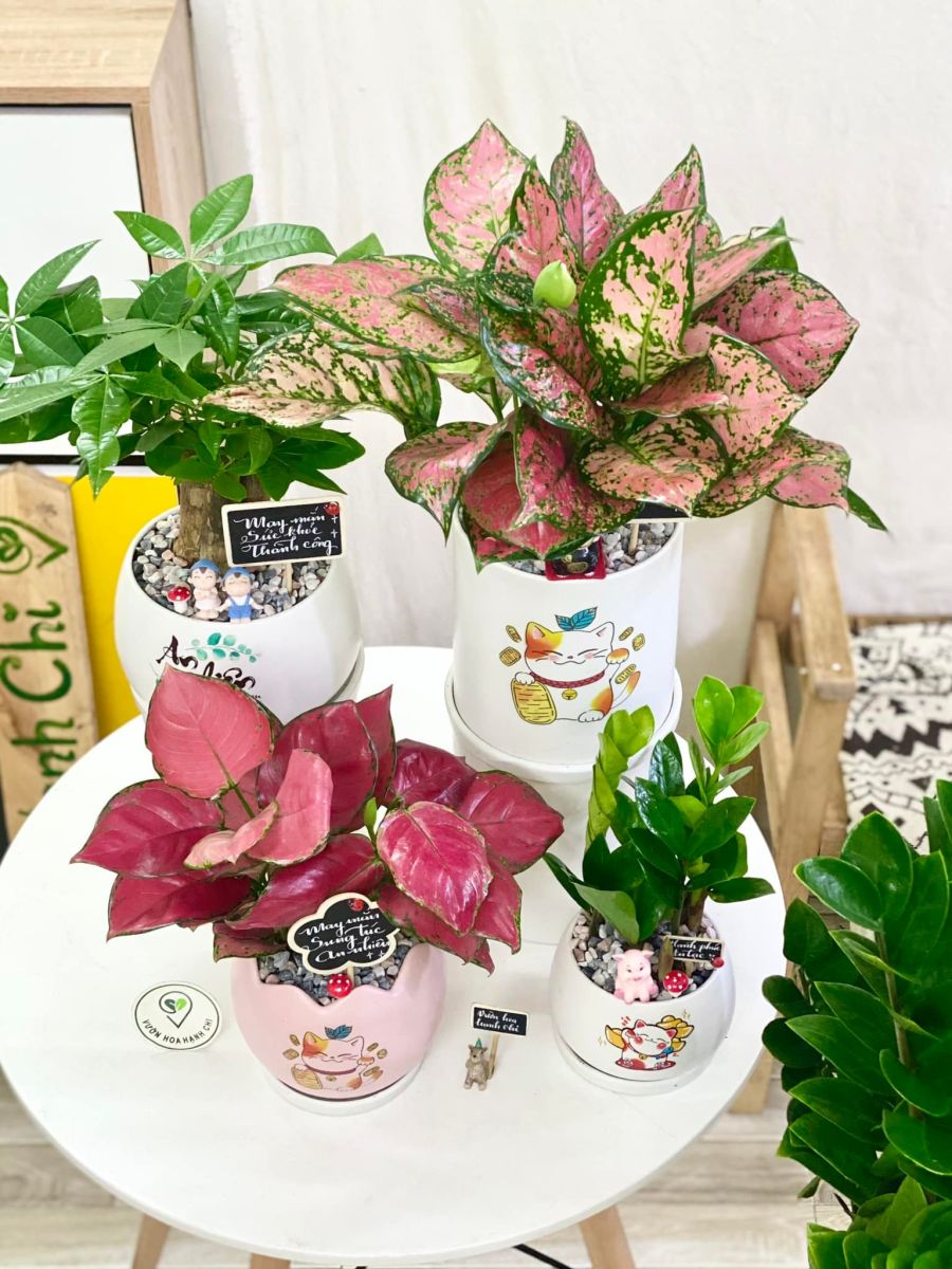 Vạn lộc có 3-4 thân mọc thành cụm