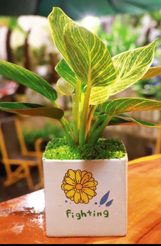 Cây đế vươg Kim Cương làm quà tặng