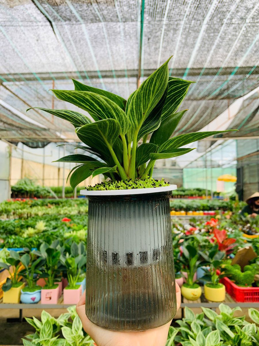 Đế vương thuỷ sinh