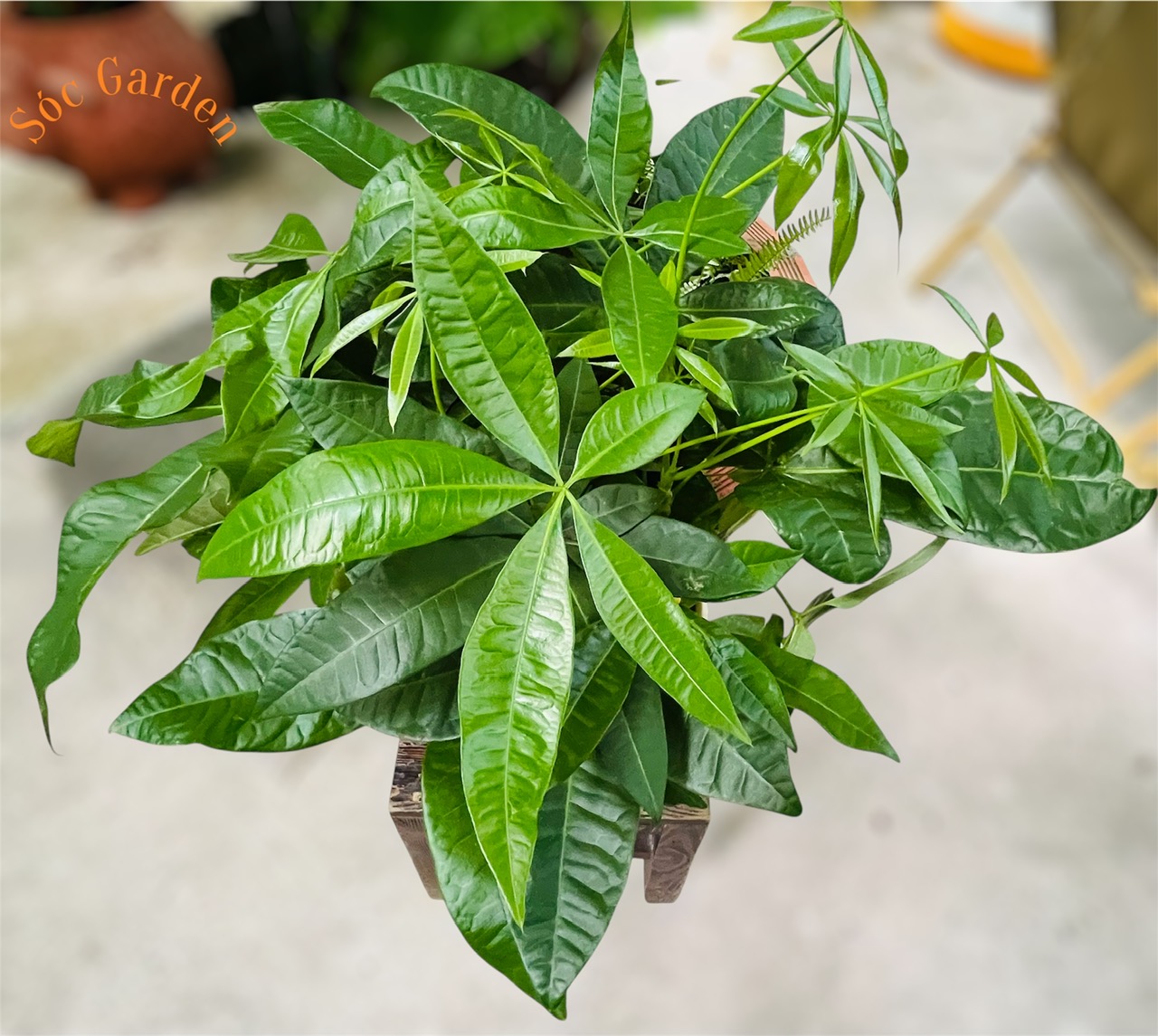 Cây Kim Ngân củ 3 thân