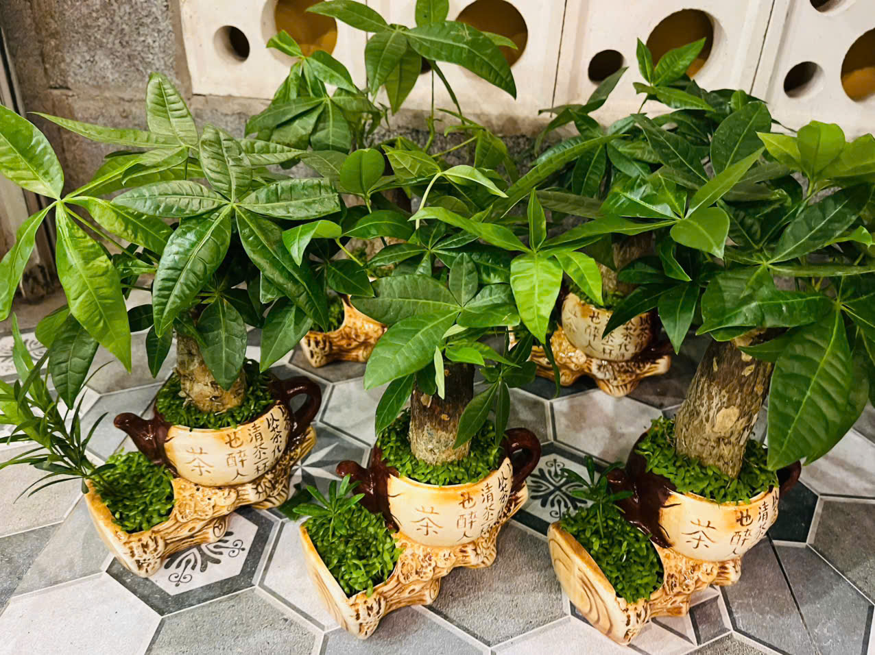 Cây Kim Ngân mix tiểu cảnh đẹp của Sóc Garden