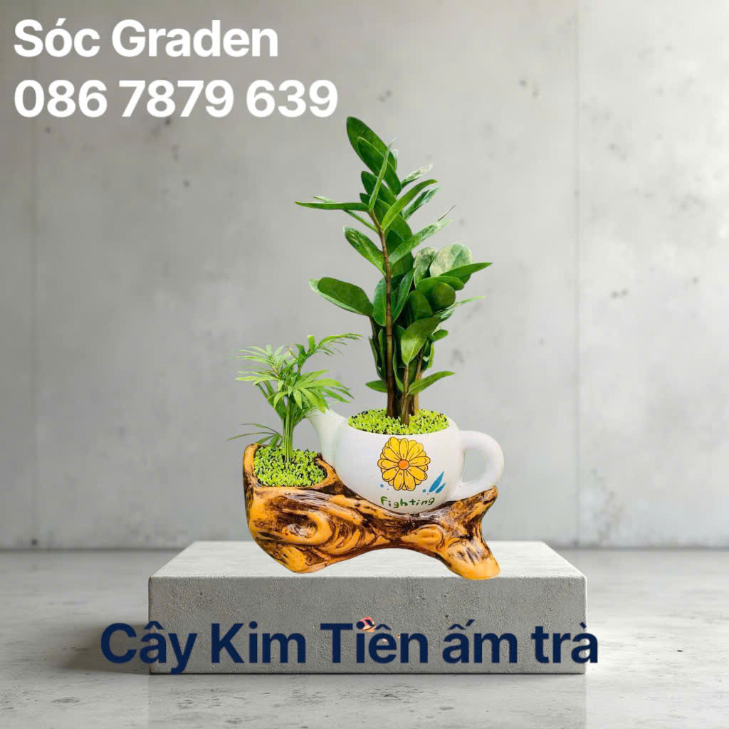 Cây Kim tiền để bàn bền đẹp