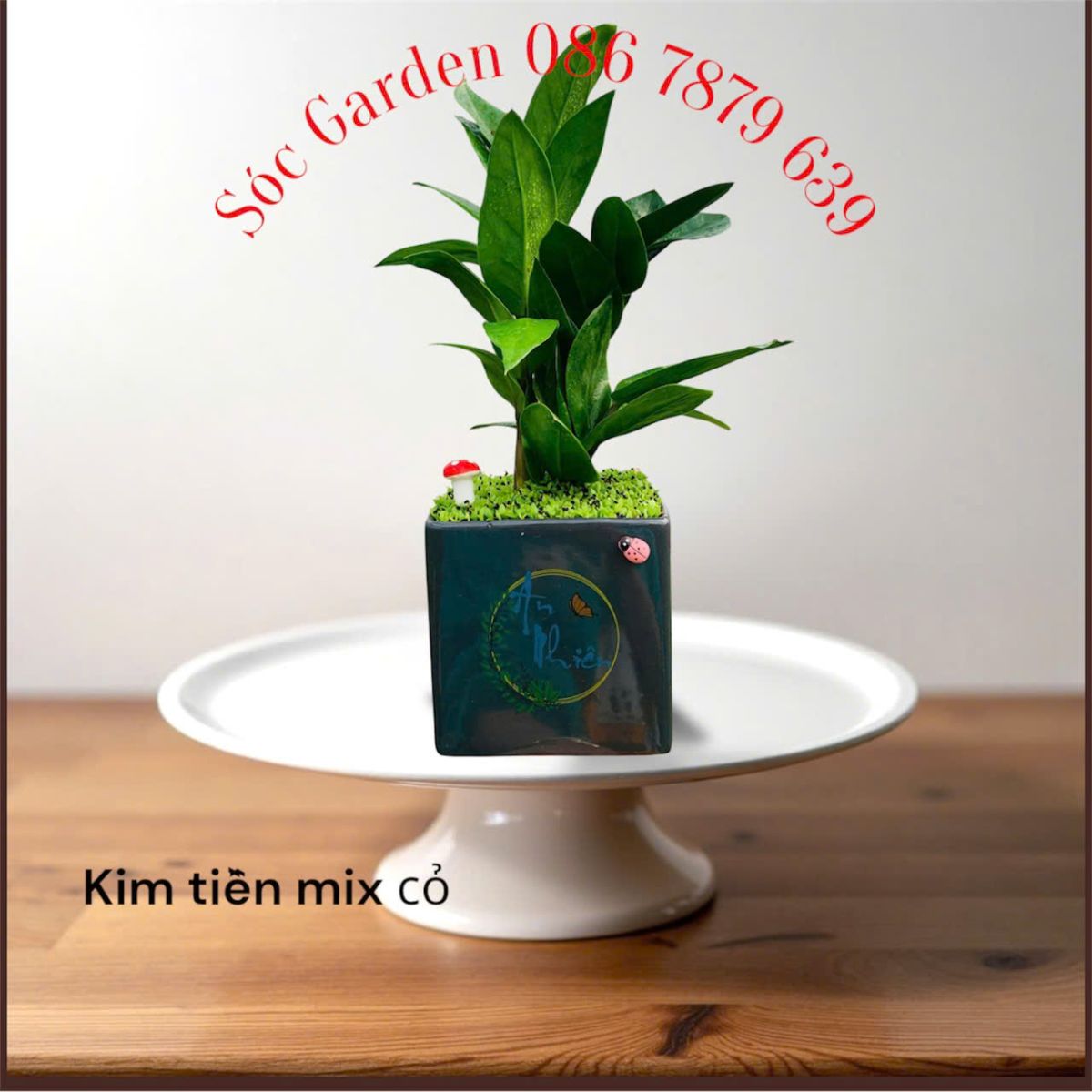Cây Kim Tiền có hoa trắng