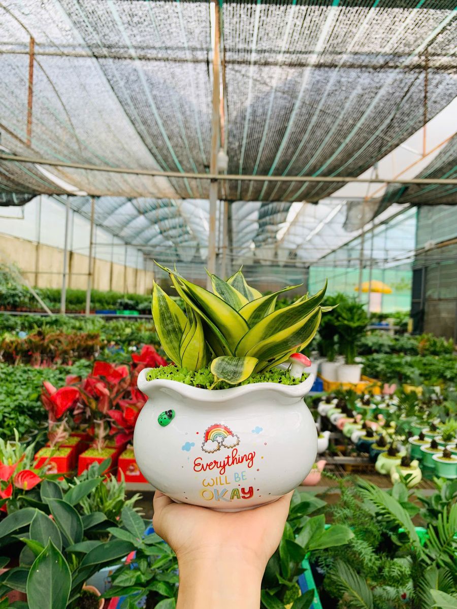 Cây lưỡi hổ mèo mix Cỏ làm quà tặng sang trọng