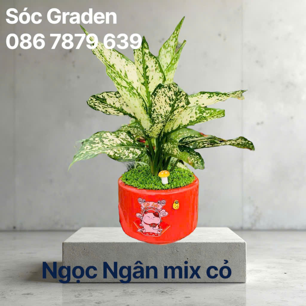 Cây Ngọc Ngân Sóc Gaden