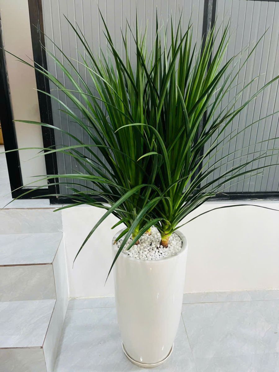 cây phát tài núi