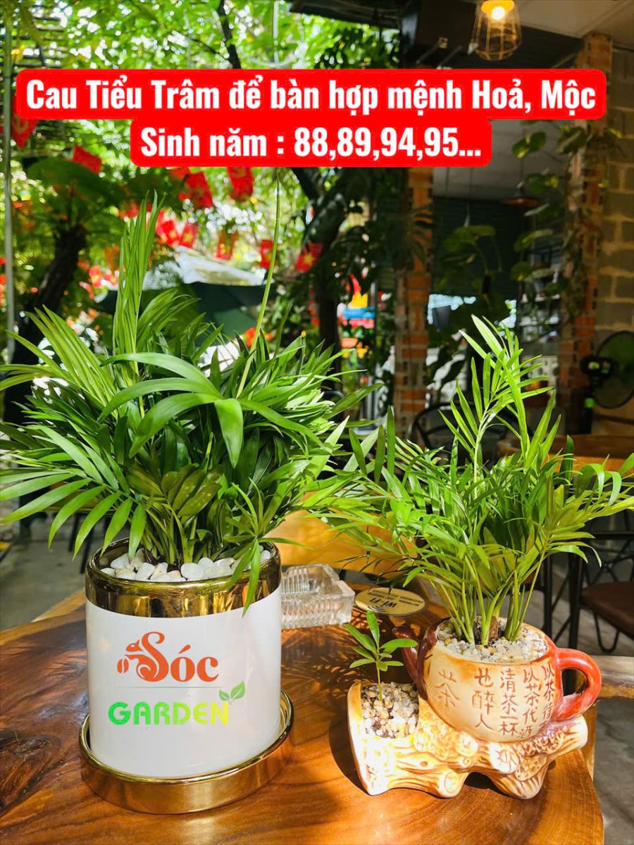 Cây phong thủy để bàn