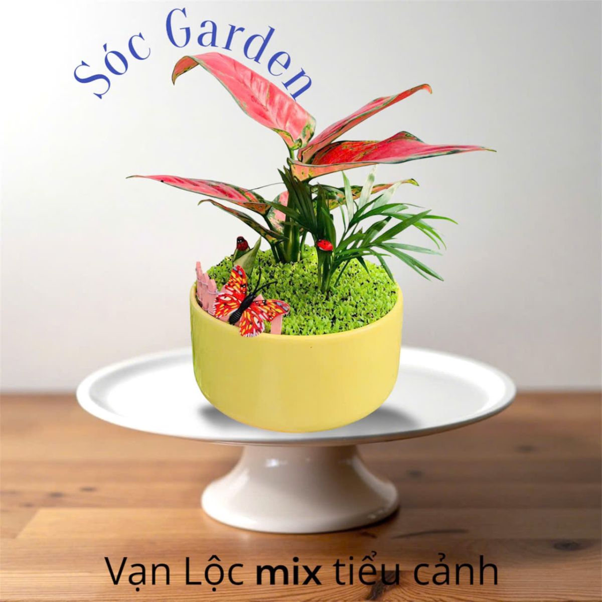 Cây Vạn Lộc trồng mix tiểu cảnh