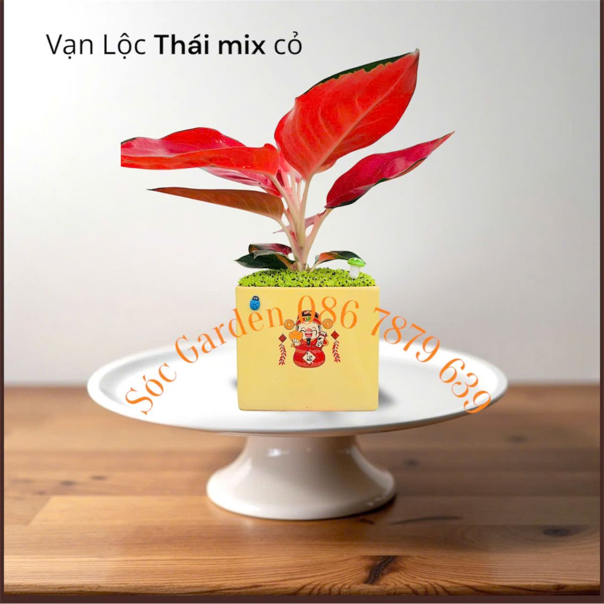 Cây Vạn Lộc trồng chậu vuông