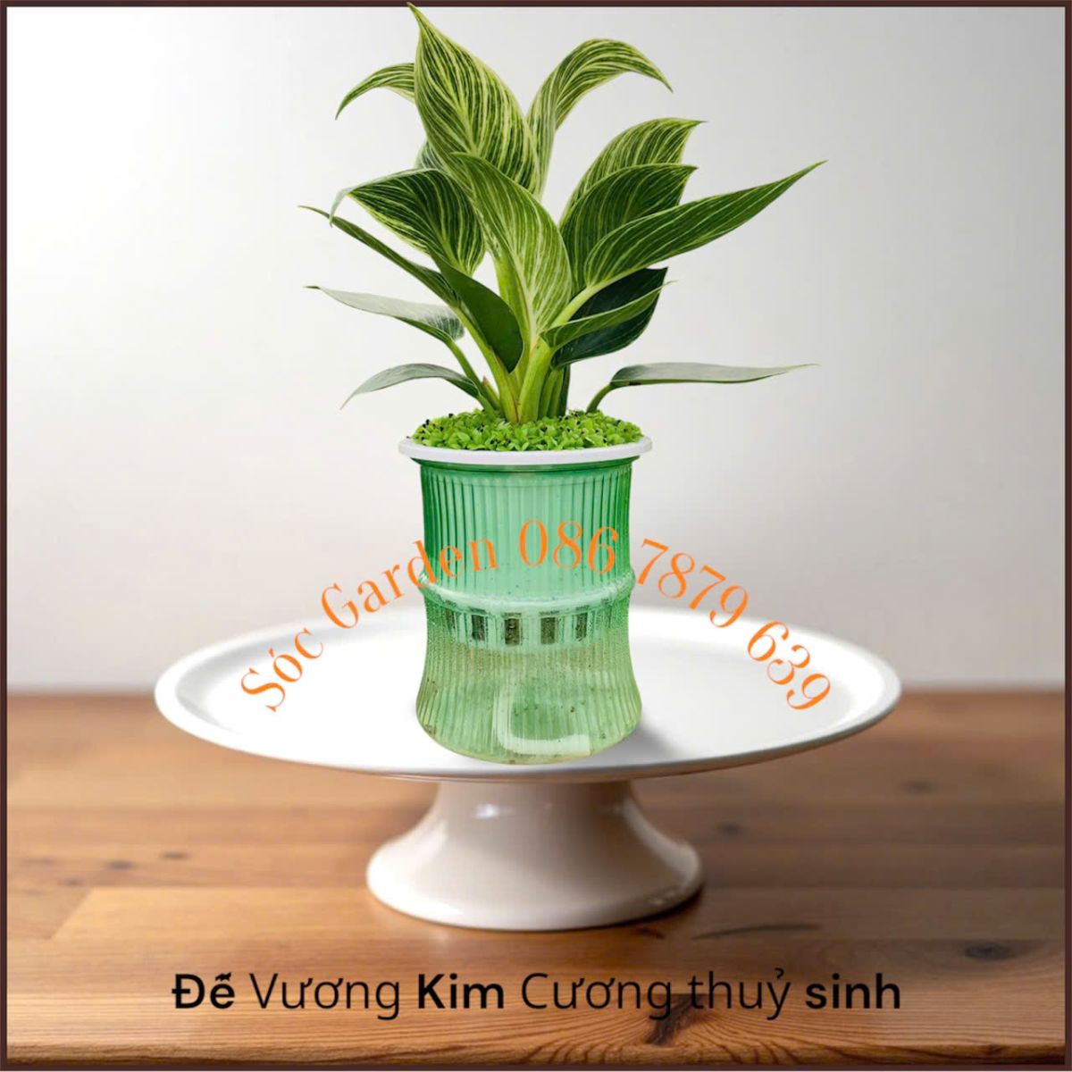 Cây đế vươg Kim Cương làm quà tặng