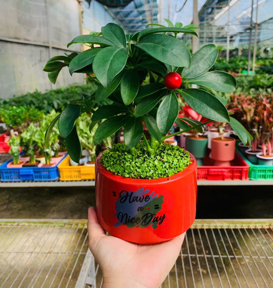 Cây Ngũ Gia Bì: Giúp gia chủ ổn định tài vận, phát triển sự nghiệp