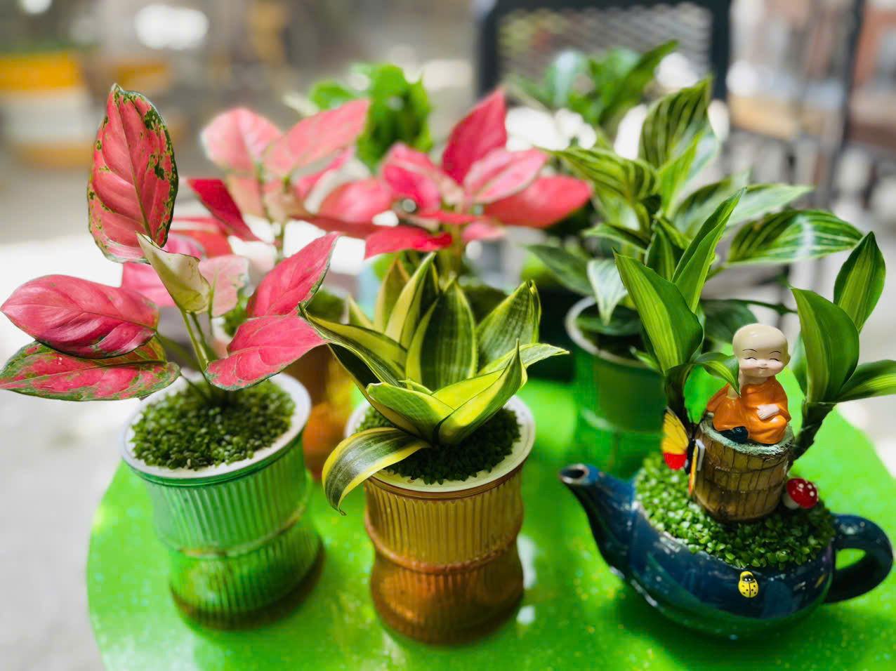 Cây Đế Vương Kim Cương giá rẻ nhất