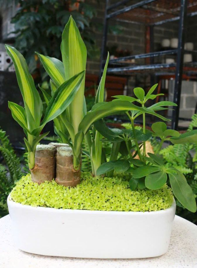 Sóc Garden Phát Tài khuc đep