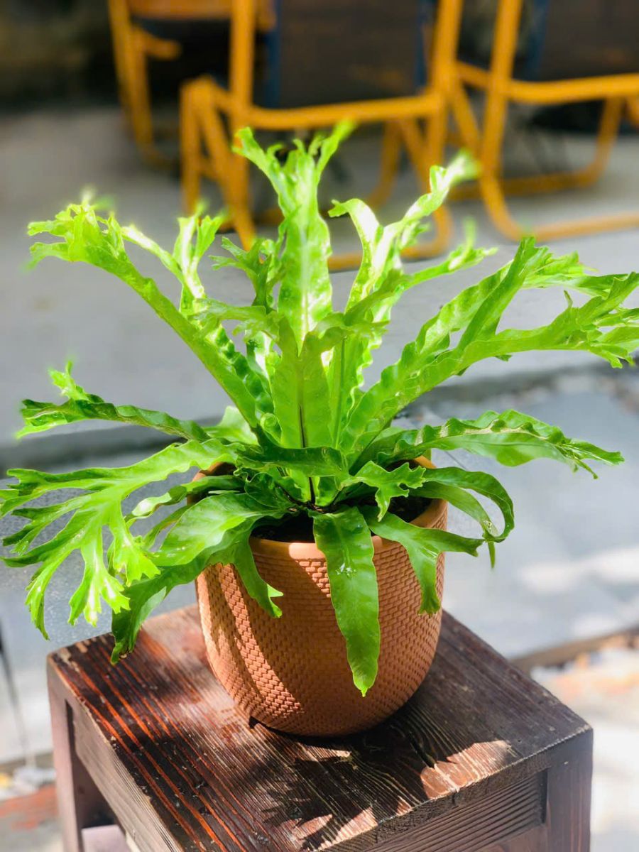 sừng hưuu