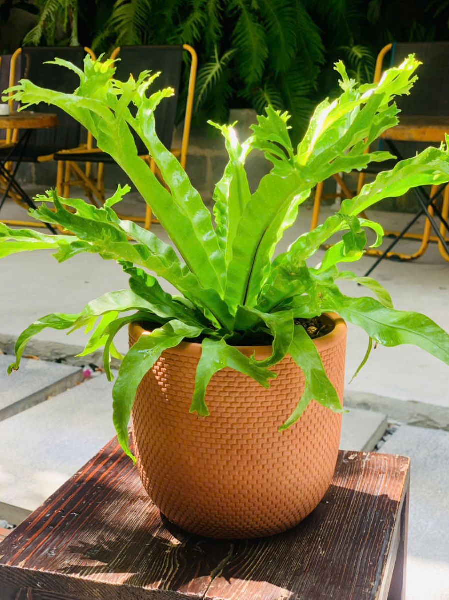 cây sừng hươu