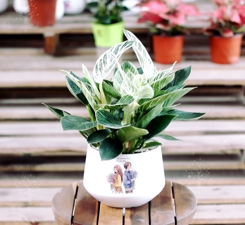 trầu bà đế vương