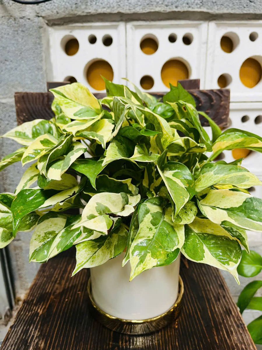 Cây Trầu Bà Xanh Dễ trồng