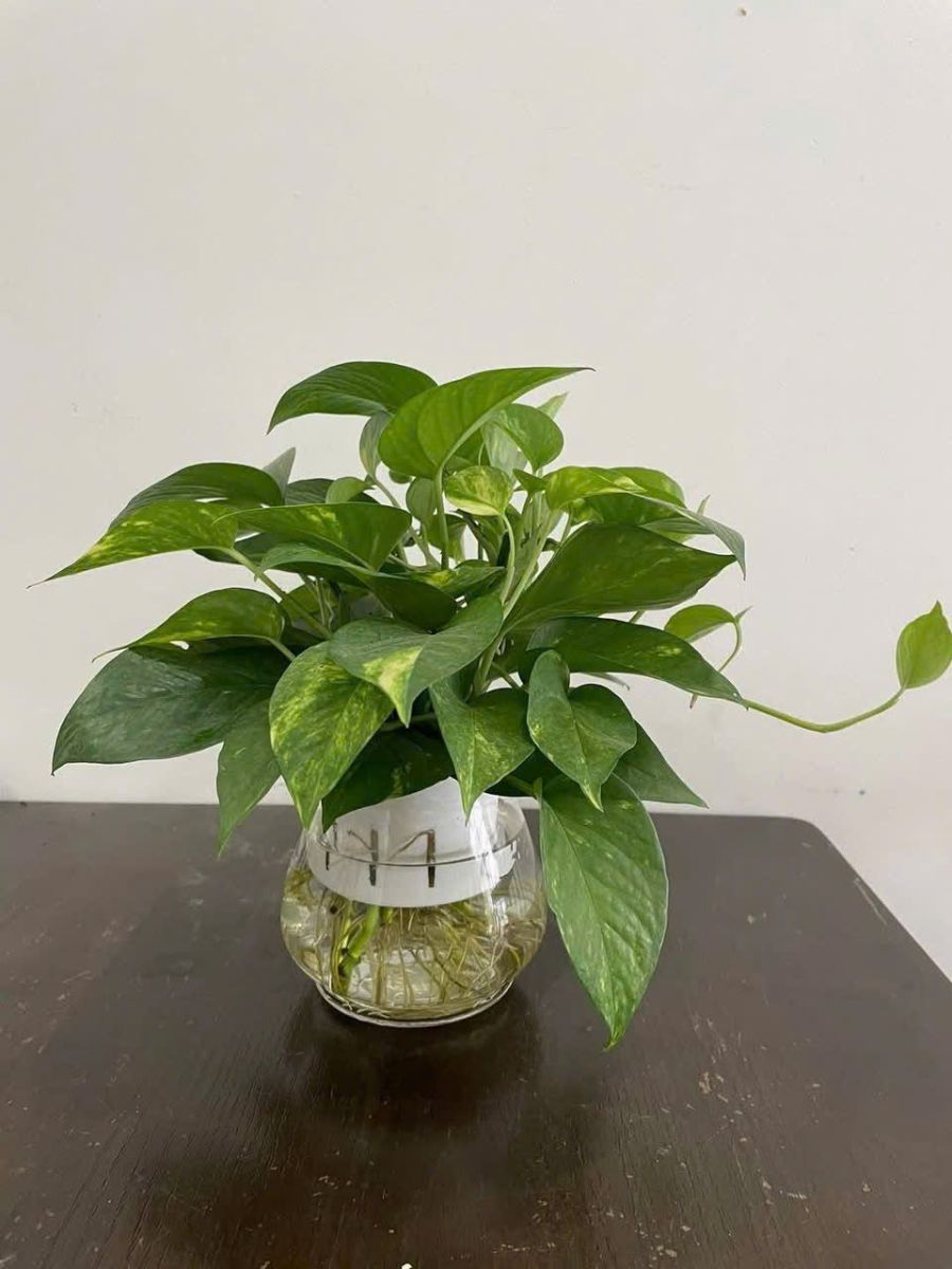 trẦU BÀ