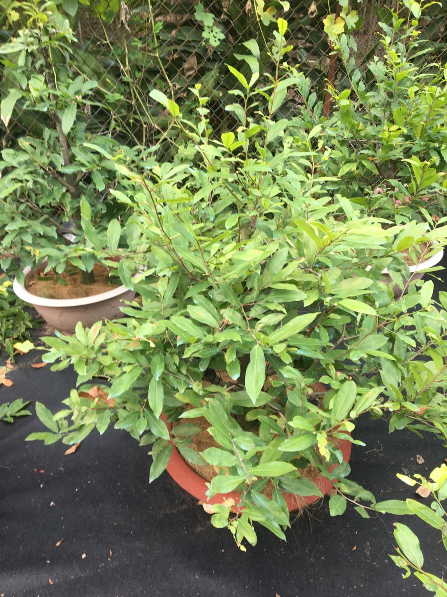 Thời Điểm Rong Lá Và Bắm Đọt Phù Hợp