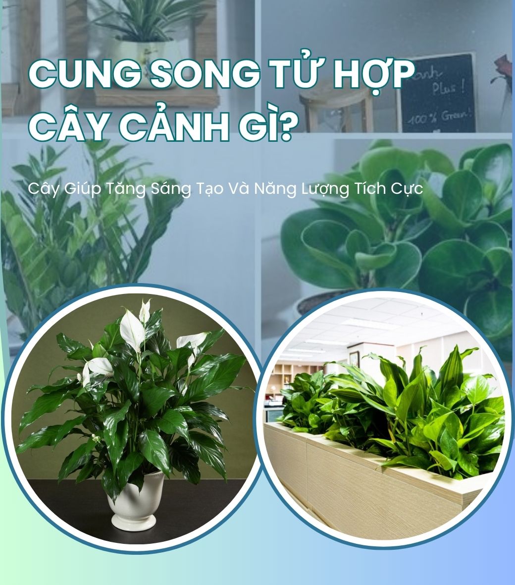 cung song tử