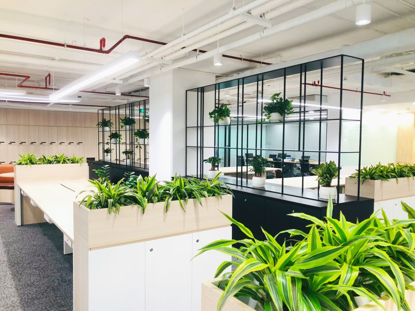 Cách chọn cây trồng trong nhà