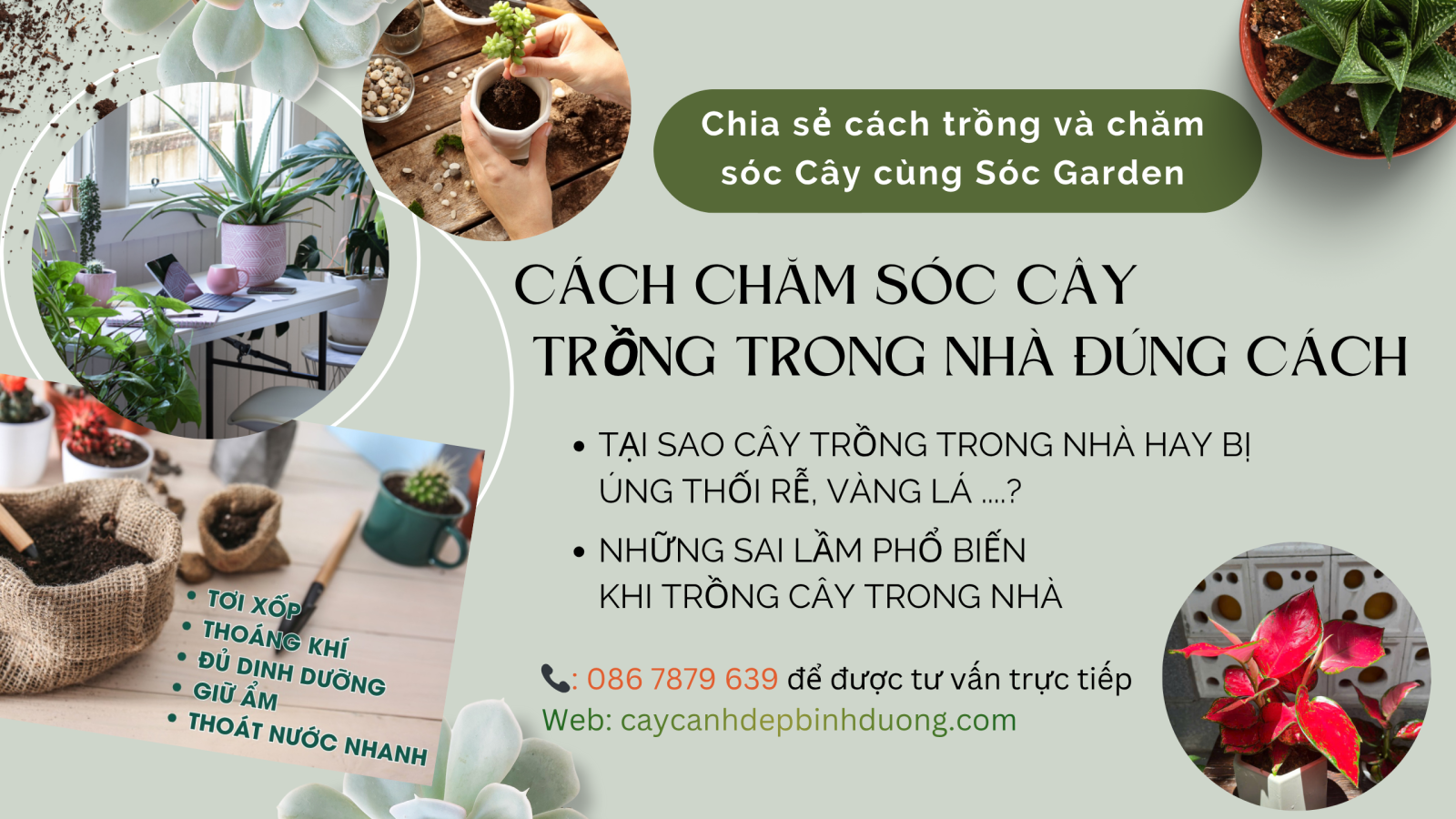 Nên trồng cây gì trong nhà đẹp nhưng dễ chăm sóc